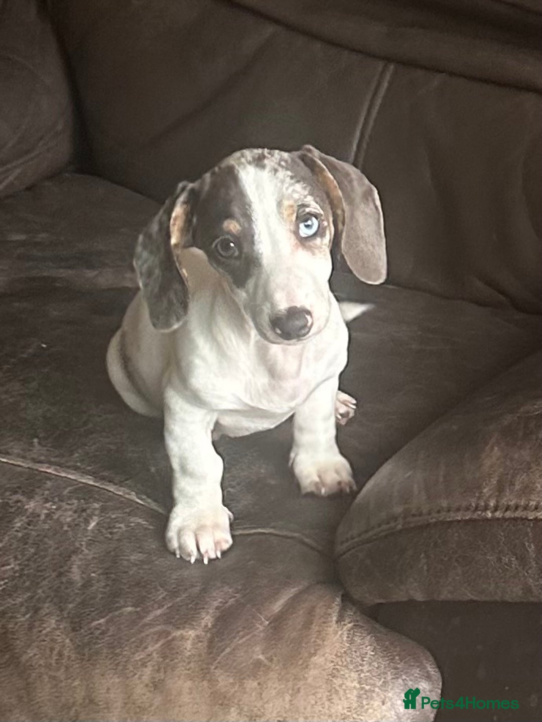 Miniature Dachshund dogs for sale: Miniature dachshund female - Image 5