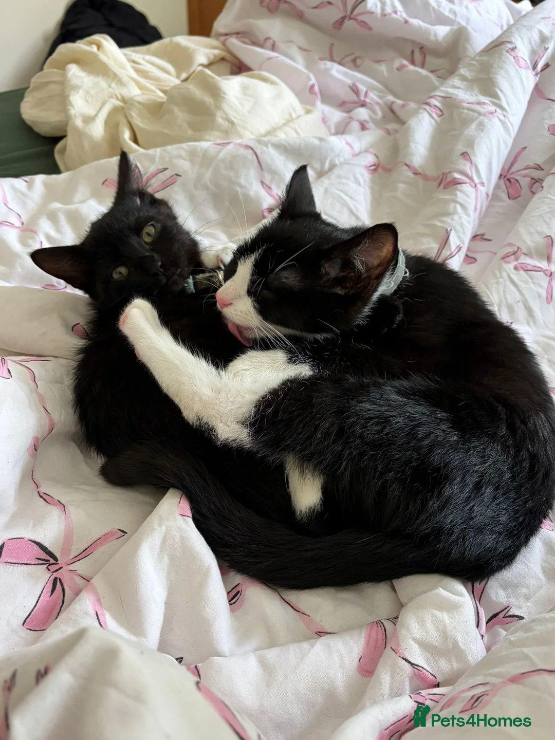Mixed Breed cats for sale: 2 cats  in Aberdeen - Advert 8