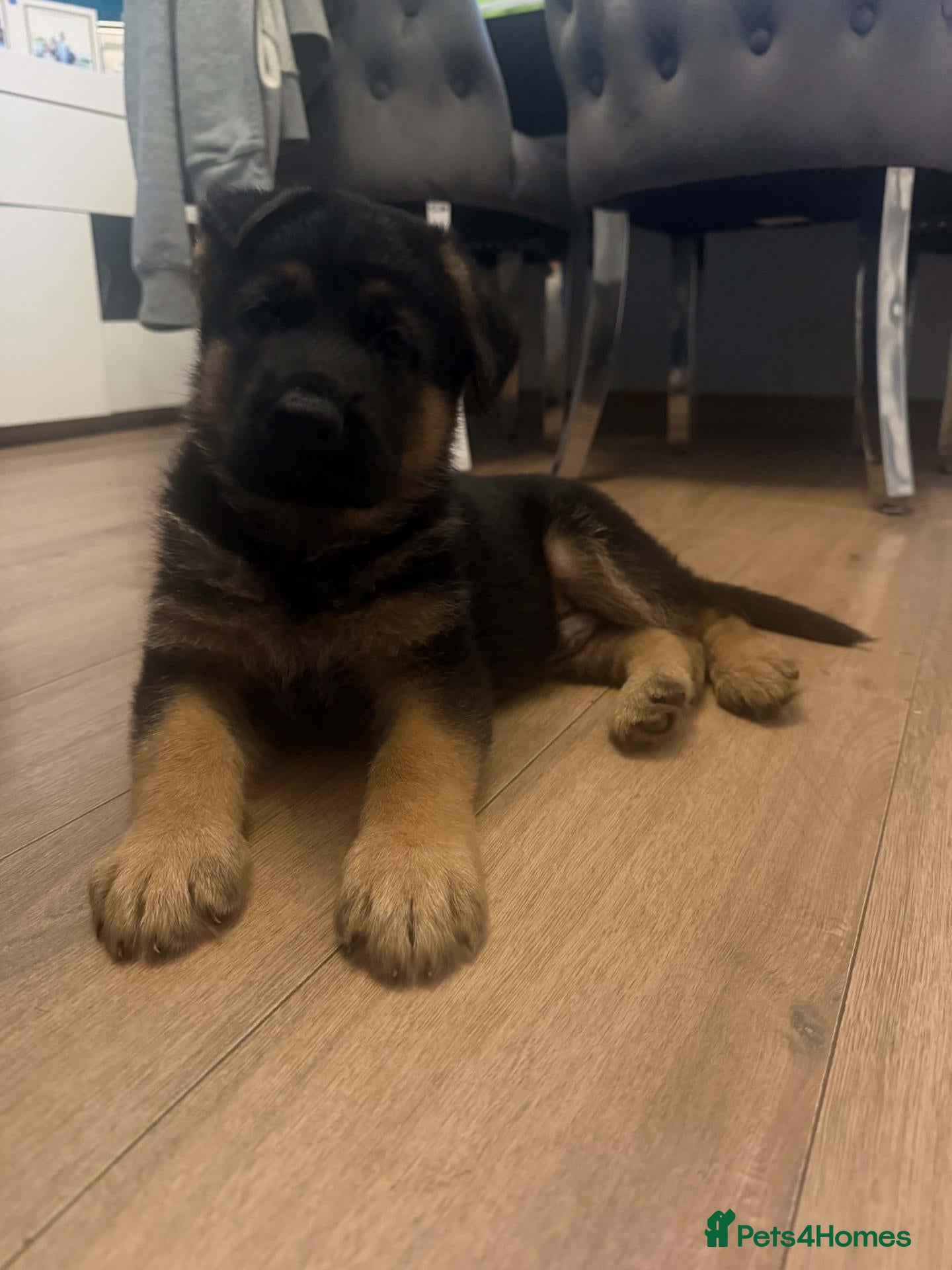 German Shepherd dogs German Shepherd Male Puppy – Excellent Temperament - Advert 2