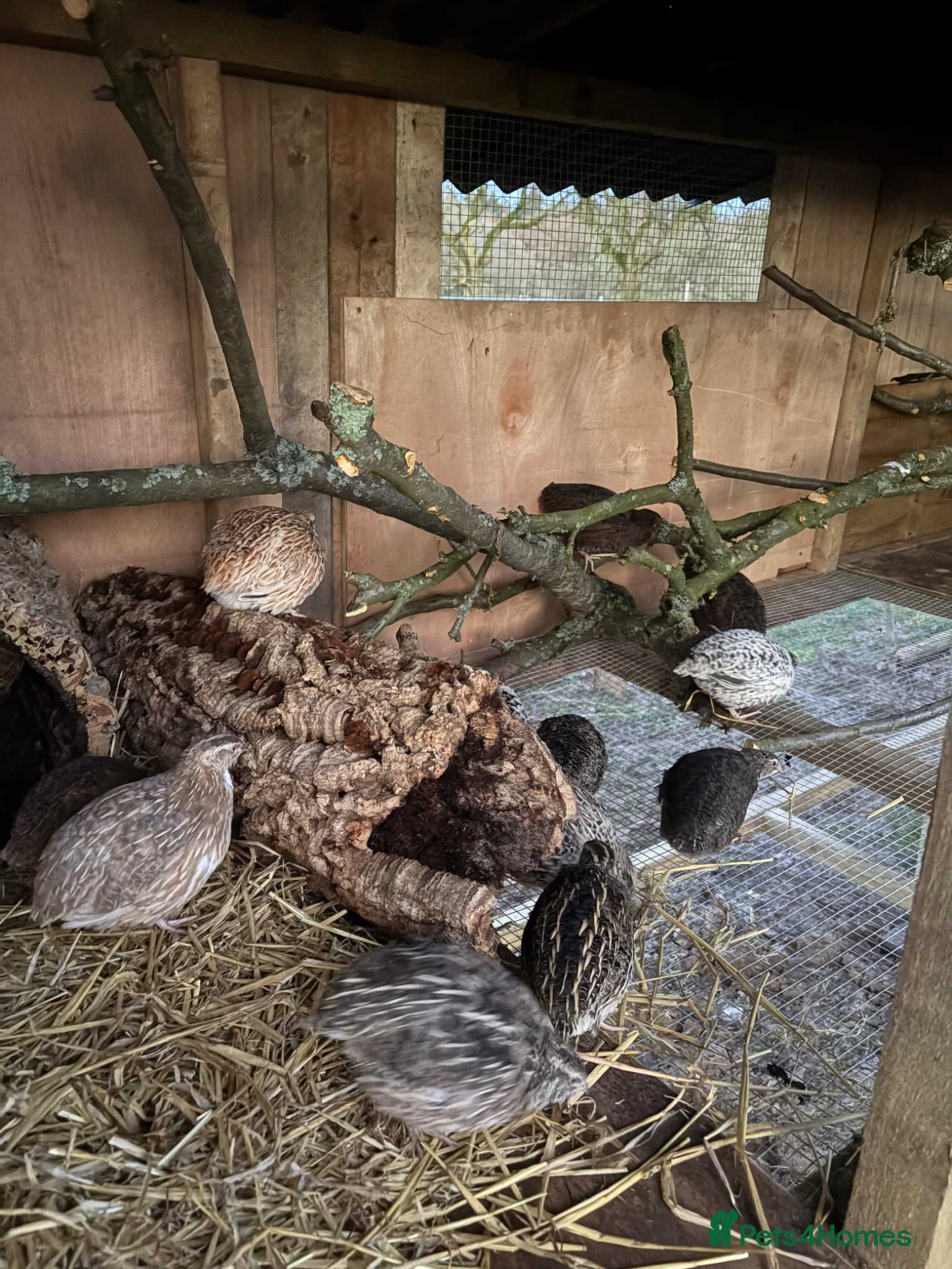 Quail poultry Coturnix Quail | Hatching Eggs, Day Olds & Older - Advert 1