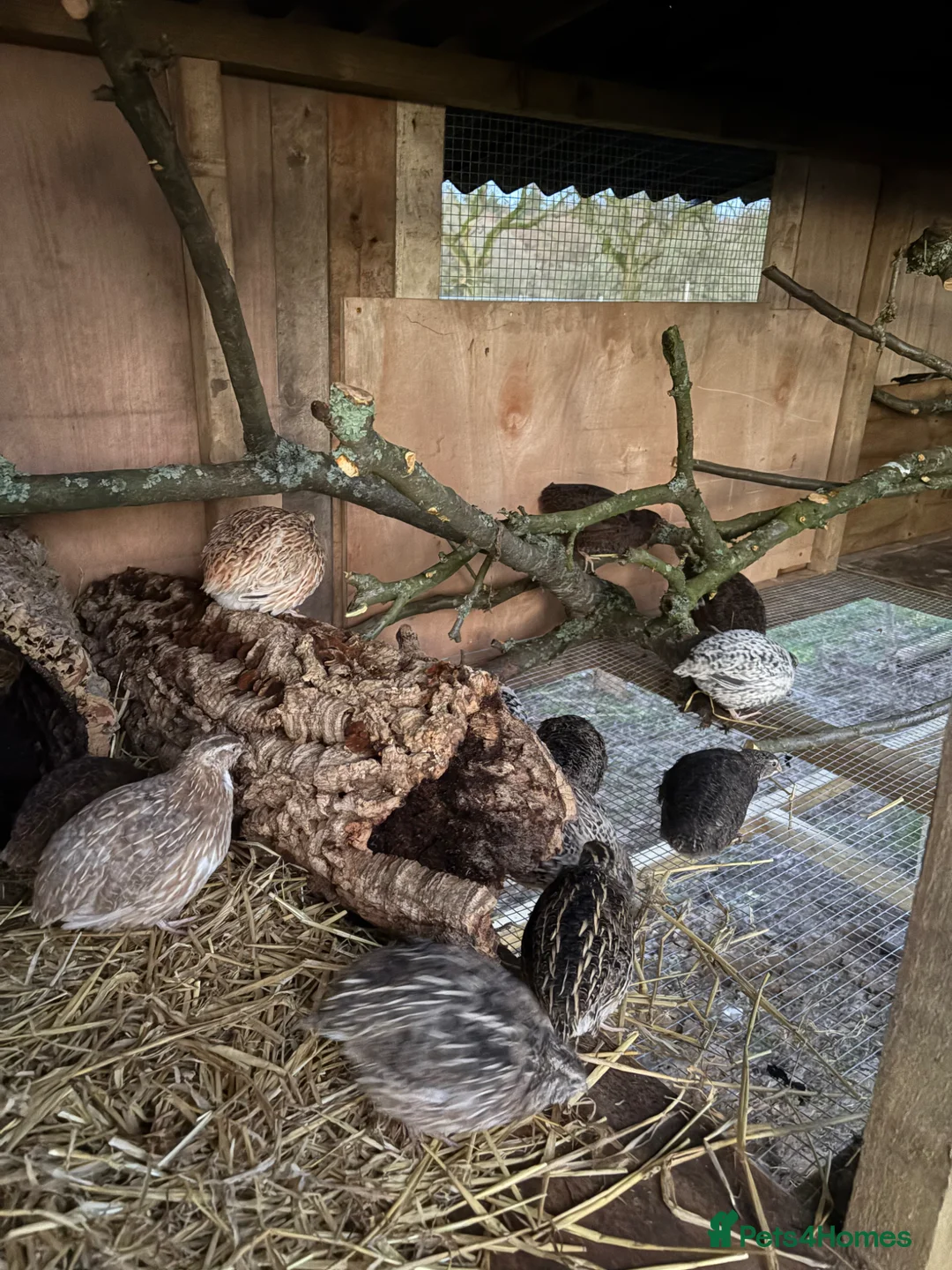 Quail poultry for sale: Coturnix Quail | Hatching Eggs, Day Olds & Older - Advert 1