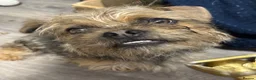 Mixed Breed dogs for sale: Pug cross in Eastleigh - Advert 3