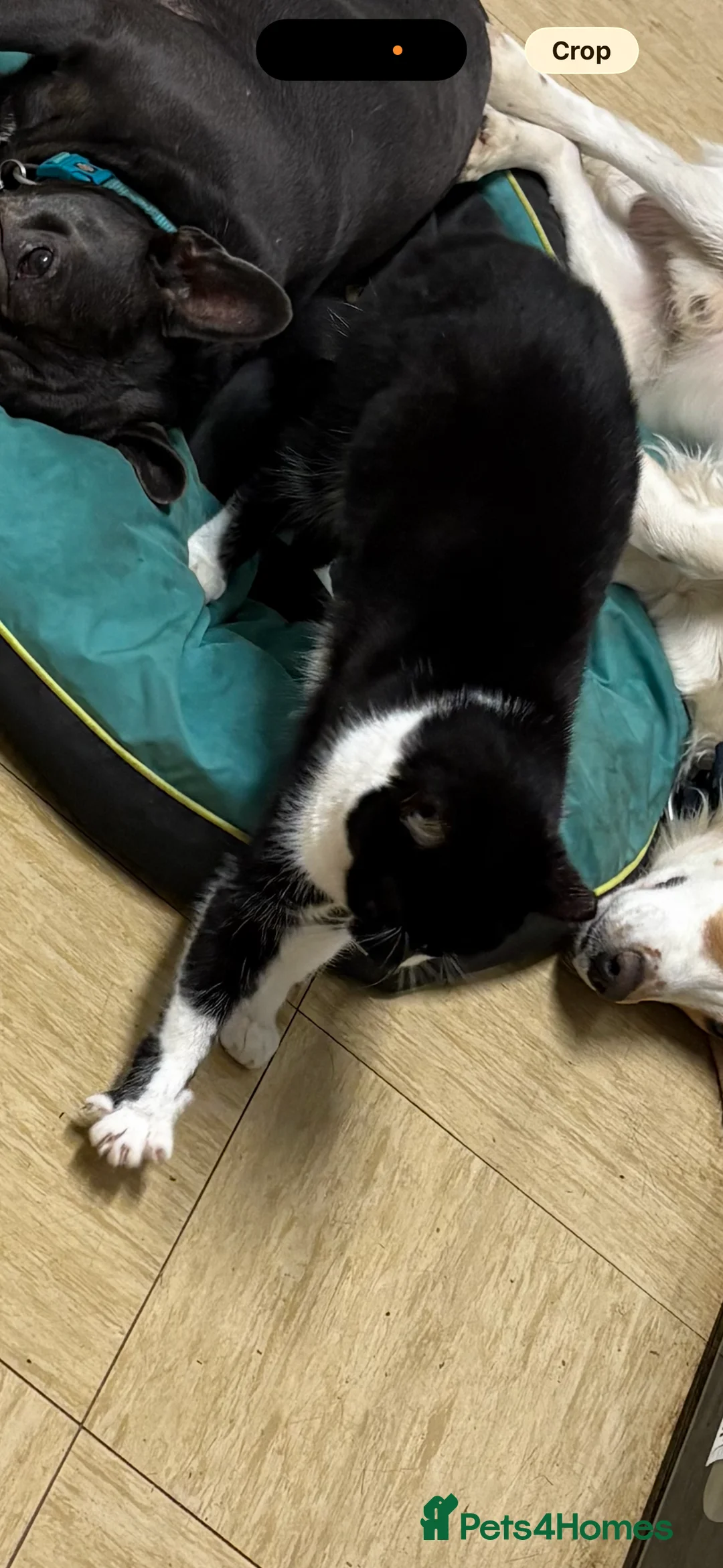 Mixed Breed cats for sale: 2 female cats - Advert 7