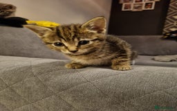 Mixed Breed cats for sale: Beautiful grey/tabby female kittens  - Advert 11