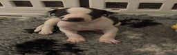 Whippet dogs for sale: KC Whippet puppies only 2 boys left  - Advert 33