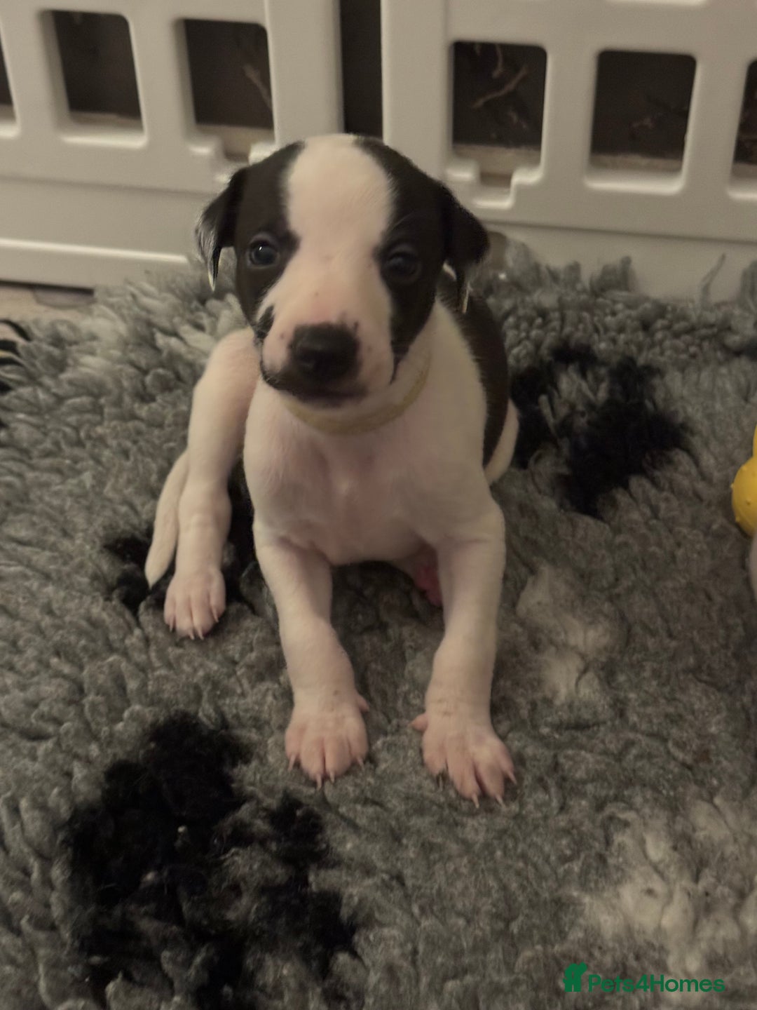Whippet dogs for sale: KC Whippet puppies only 2 boys left  - Advert 33