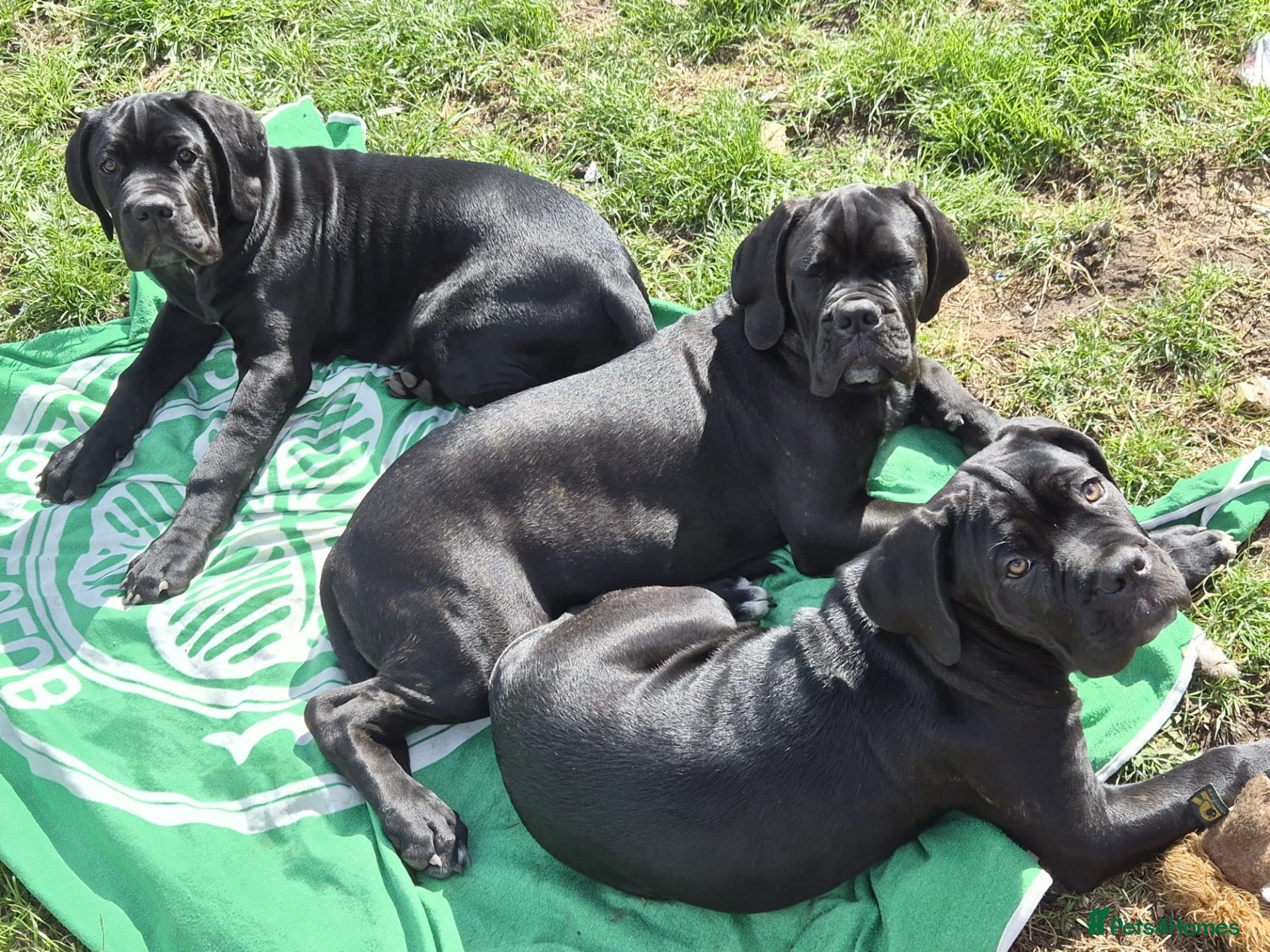 Cane Corso dogs CANE CORSO PUPPIES ready to leave/2 males - Advert 10