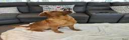 Labrador Retriever dogs for sale: For Red Labrador pups. KC REG/COUNCIL LICENSED  - Advert 6