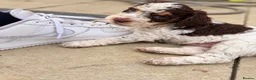 Cockapoo dogs for sale: F2 Merle apricot red and white Cockapoo puppies ❤️ in Godalming - Advert 11