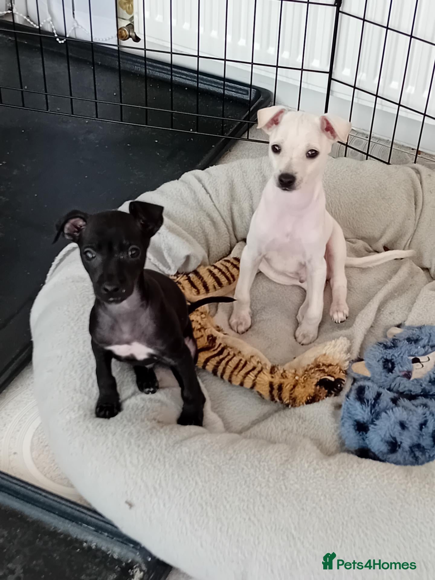 Italian Greyhound dogs Italian Greyhound puppies - Advert 1
