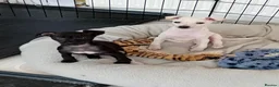 Italian Greyhound dogs for sale: Italian Greyhound puppies - Advert 1