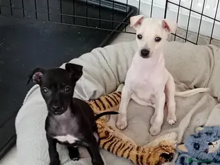 Italian Greyhound dogs Last Italian Greyhound puppies - Advert 3