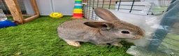 Mixed Breed rabbits for sale: Beautiful Rabbits - READY TO RESERVE - Advert 7