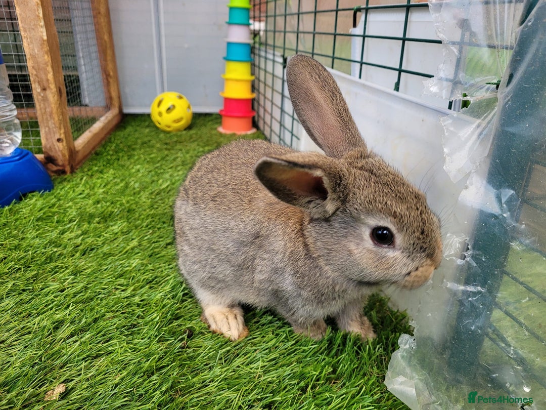 Mixed Breed rabbits for sale: Beautiful Rabbits - READY TO RESERVE - Advert 7