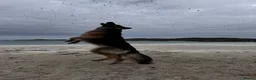 German Shepherd dogs for stud: Our beautiful German Shepard available to stud.  in Richmond - Advert 13