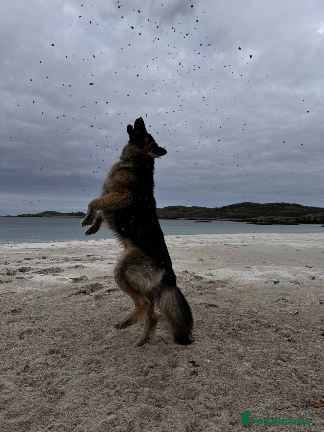 German Shepherd dogs for stud: Our beautiful German Shepard available to stud.  in Richmond - Advert 13