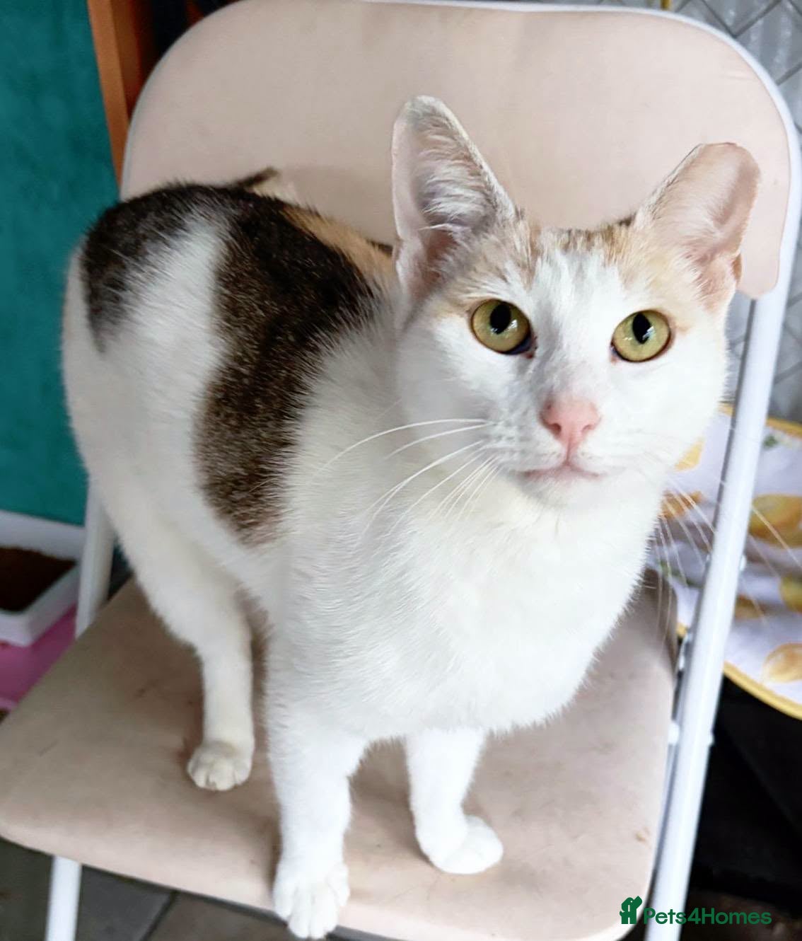 Mixed Breed cats 🐱🍊 Meet Papaya – she's one in a melon! - Advert 1