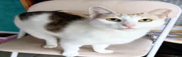 Mixed Breed cats for adoption: 🐱🍊 Meet Papaya – she's one in a melon! in Edinburgh - Advert 1