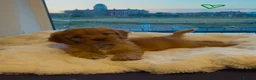 Cavapoo dogs for sale: ✨ TINY F1 Cavapoo Babies ✨ - Advert 5