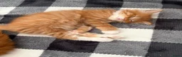 Mixed Breed cats for sale: 5 HALF-RAGDOLL KITTENS ❤️ - Advert 3