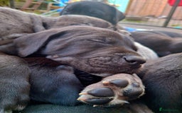 Mixed Breed dogs for sale: HARLEQUINN CANE CORSO X AMERICAN BULLDOGGE - Image 18