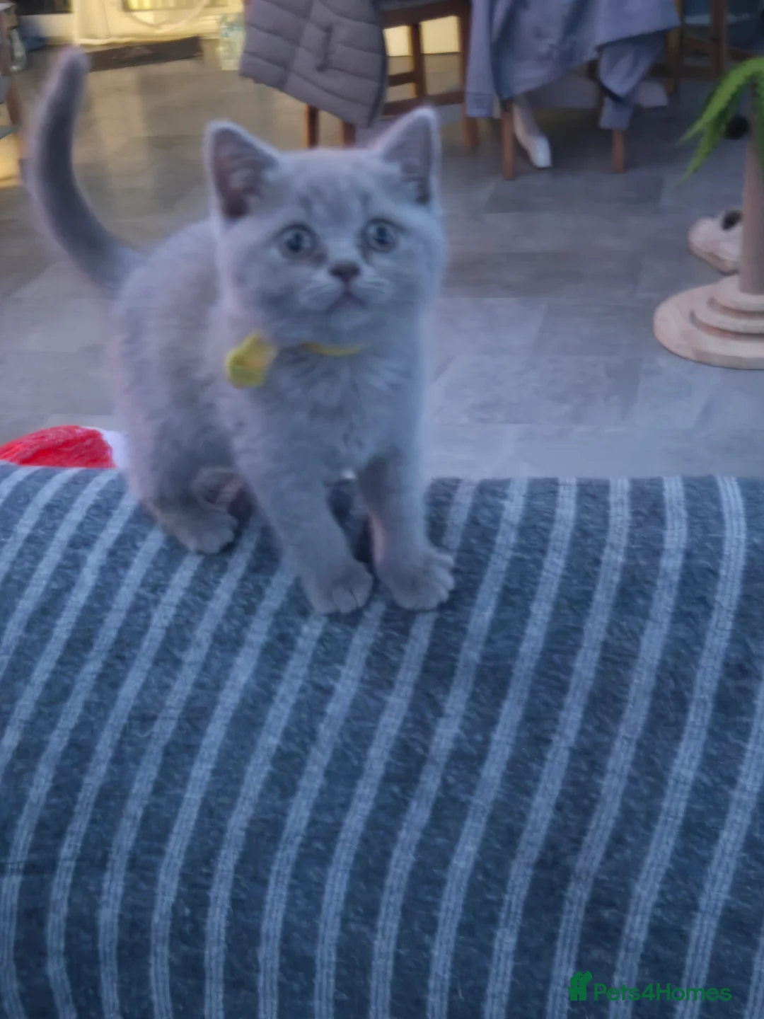 British Shorthair cats for sale: British short hair kittens  - Advert 8