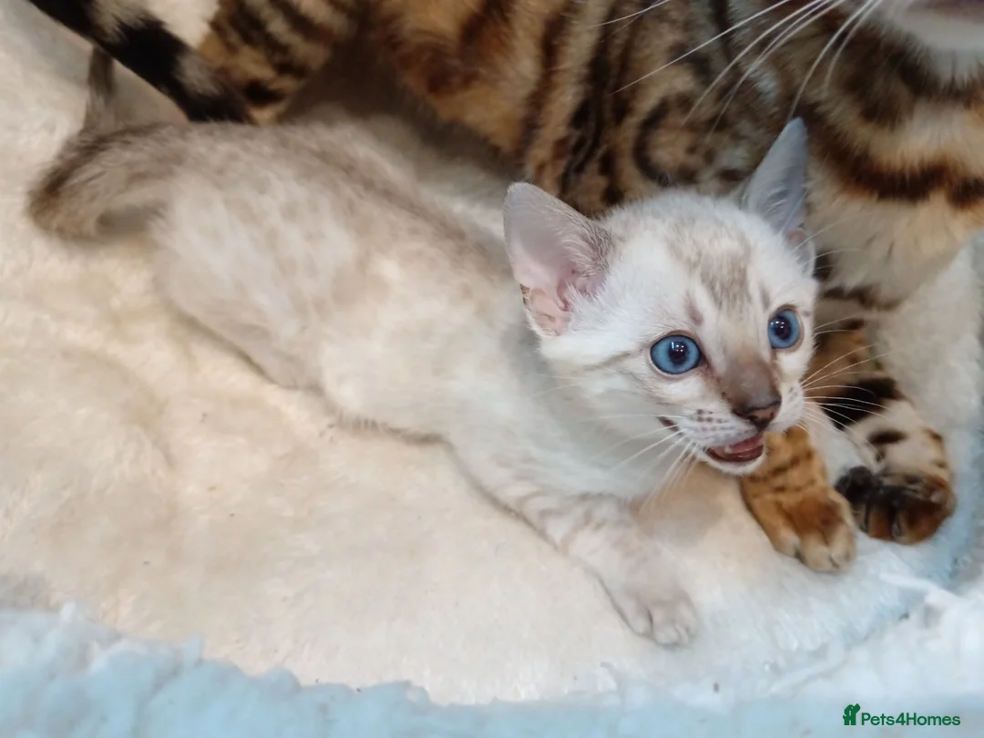 Bengal cats for sale: G6 Pure Tica RG Bengal - Advert 1