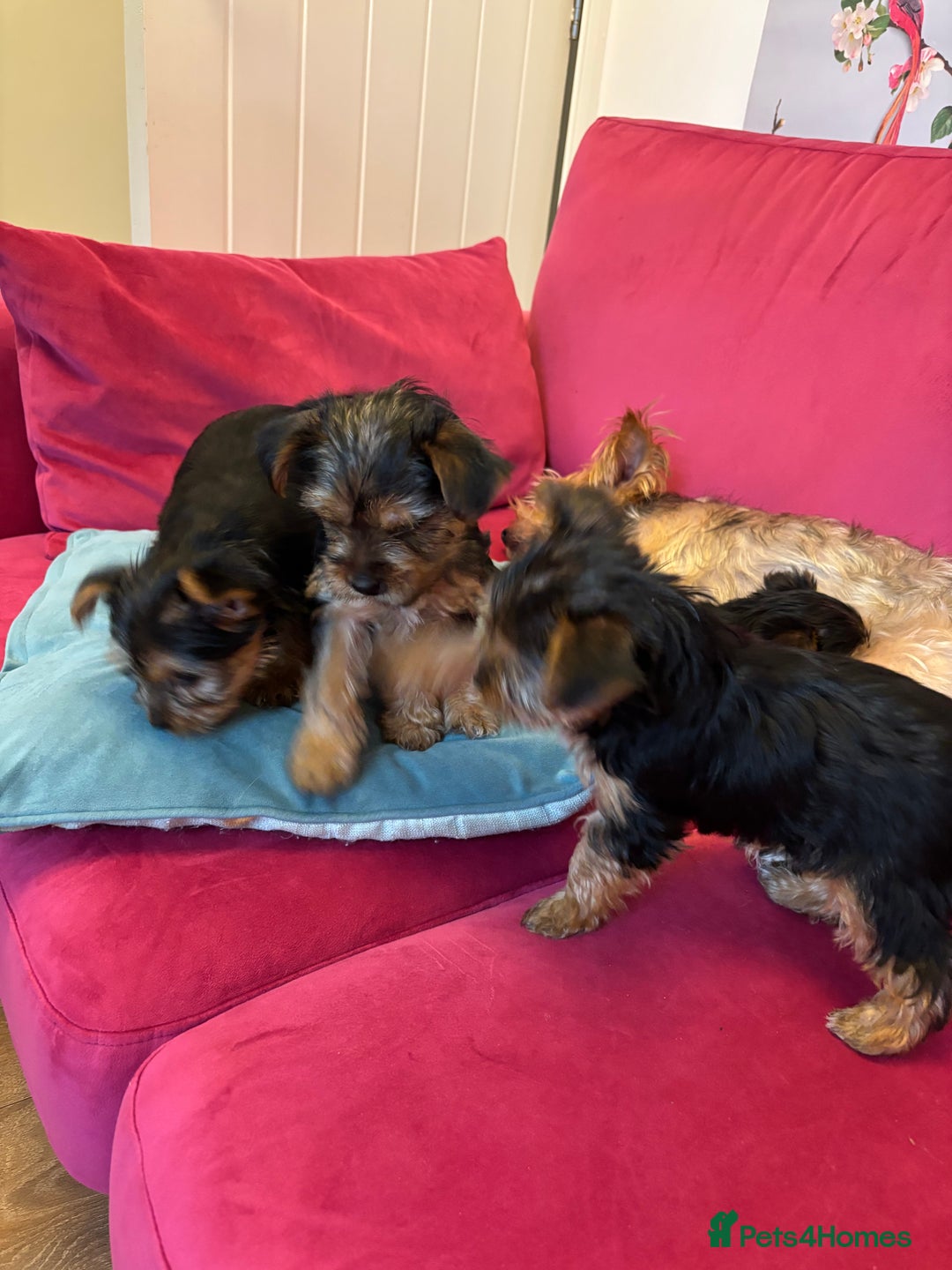 Yorkshire Terrier dogs for sale: Yorkshire Terrier Pups - Image 2