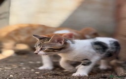 Domestic Shorthair cats for sale: Family-Raised Kittens, Friendly, Playful Ready Now - Image 5