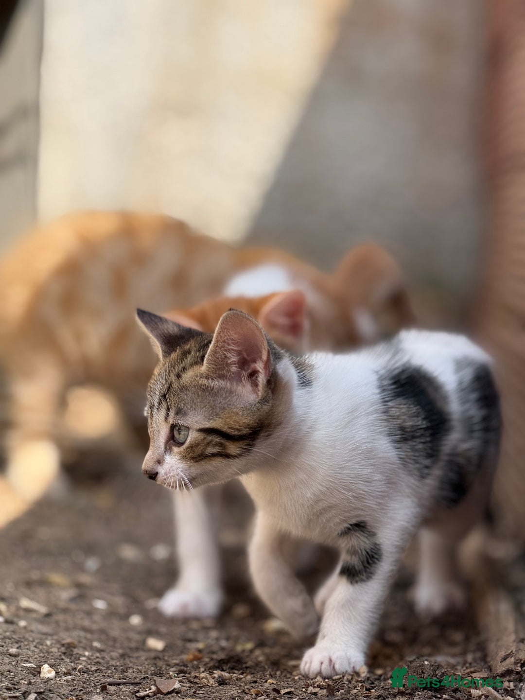 Domestic Shorthair cats for sale: Family-Raised Kittens, Friendly, Playful Ready Now - Image 5