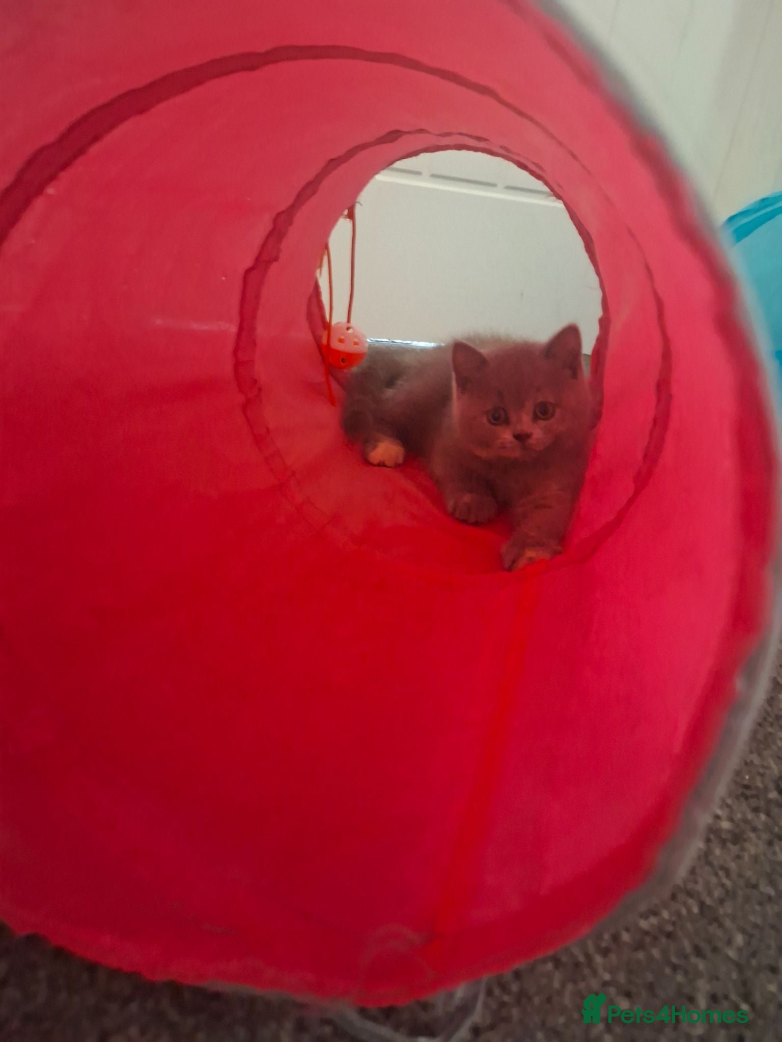 British Shorthair cats  100% Pedigree Chunky BSH Kittens - Advert 2