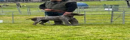 Mixed Breed dogs for sale: Pointador's (Lab x GSP) - Advert 22