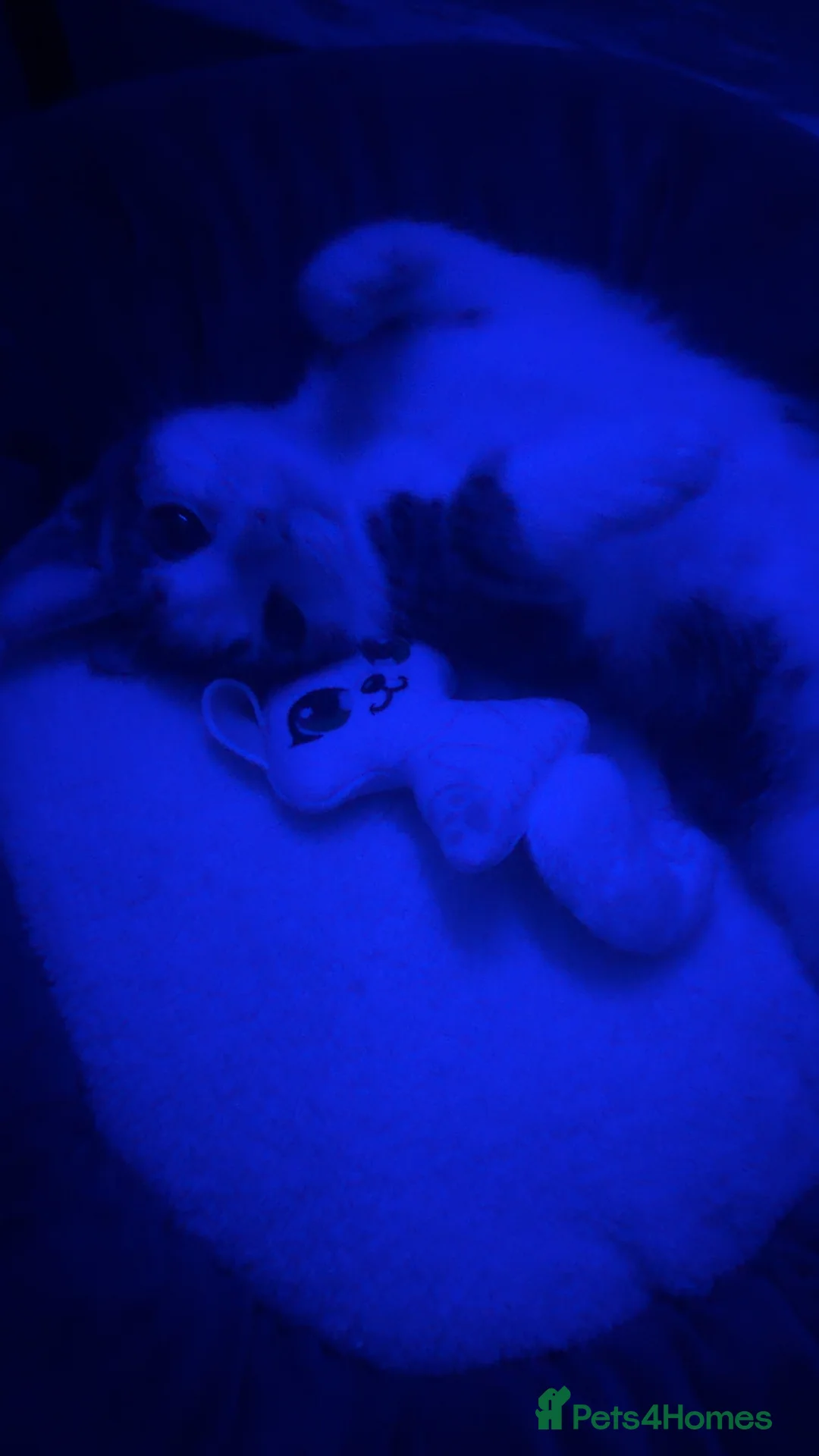 American Wirehair cats for sale: American wirehair kitten  - Advert 2