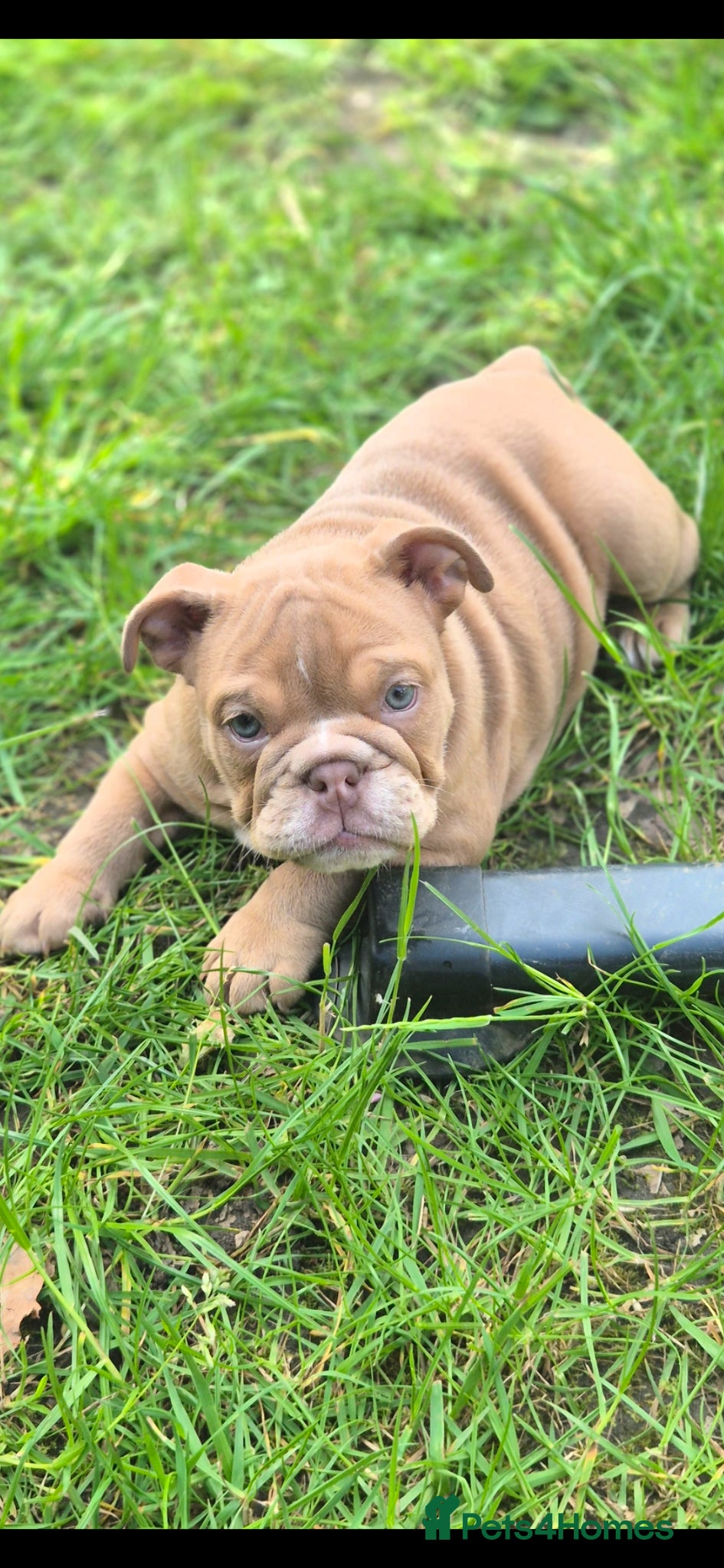 English Bulldog dogs Stunning Lilac Bulldogs (reduced) - Advert 11