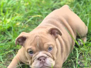 English Bulldog dogs Stunning Lilac Bulldogs (reduced) - Advert 1