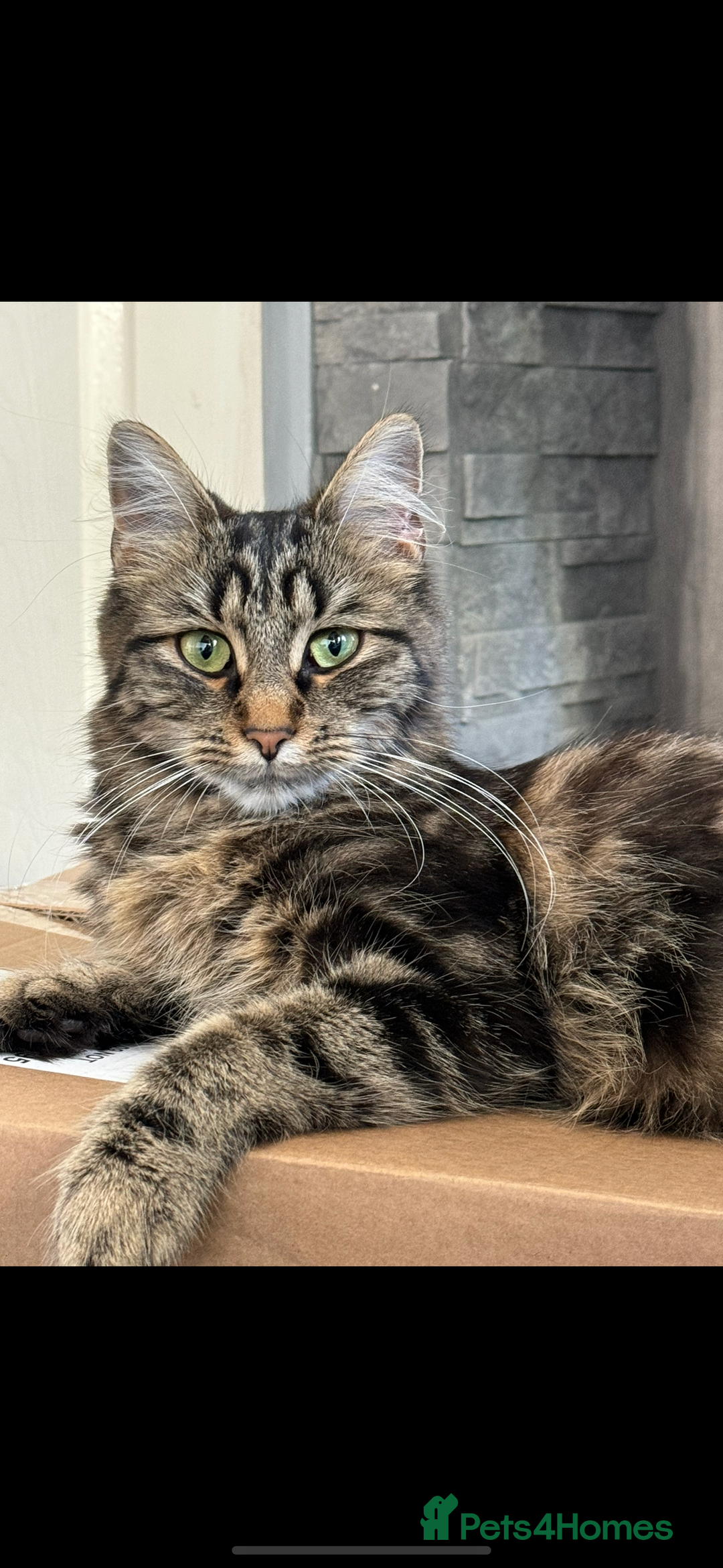 Maine Coon cats for sale: Maine coon kitten ready now  - Image 2
