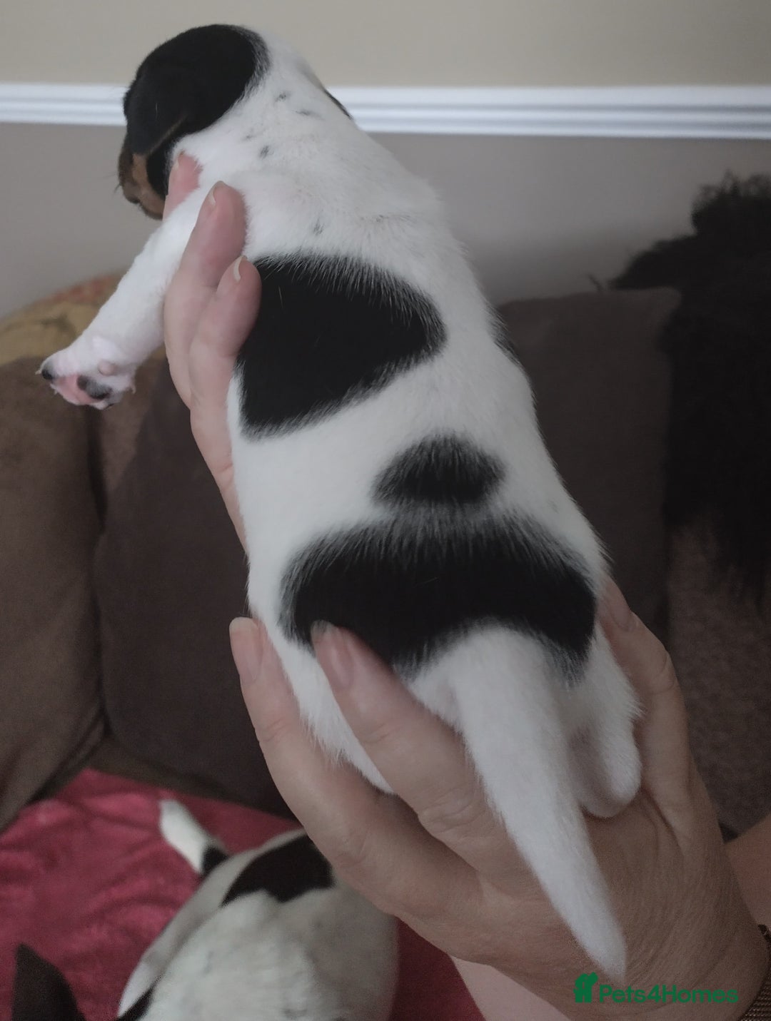 Jack Russell dogs for sale: Jack Russell litter  - Image 15