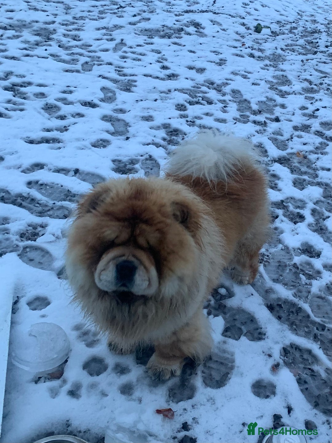 Chow Chow dogs for sale: Stunning Chow chow pups ready for new homes  - Advert 17