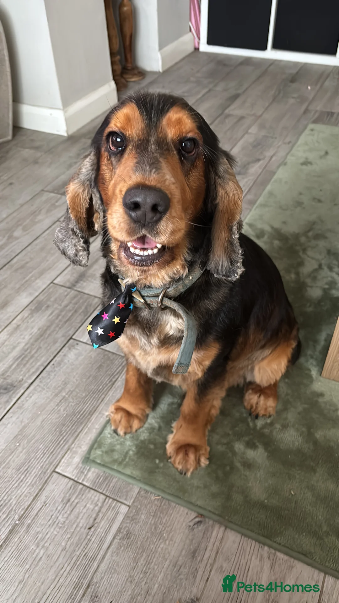 Cocker Spaniel dogs for stud: Cocker Spaniel male for stud - Advert 3