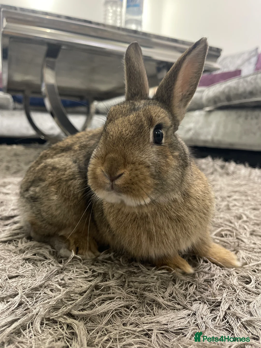 Netherland Dwarf rabbits for sale: Netherland Dwarf Rabbit in Luton - Advert 3