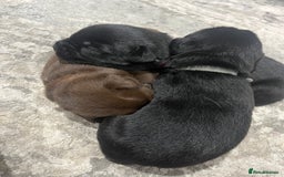 Mixed Breed dogs for sale: 🐾🐾🐾Siberian husky/french spaniel puppies 🐾🐾🐾 - Image 6