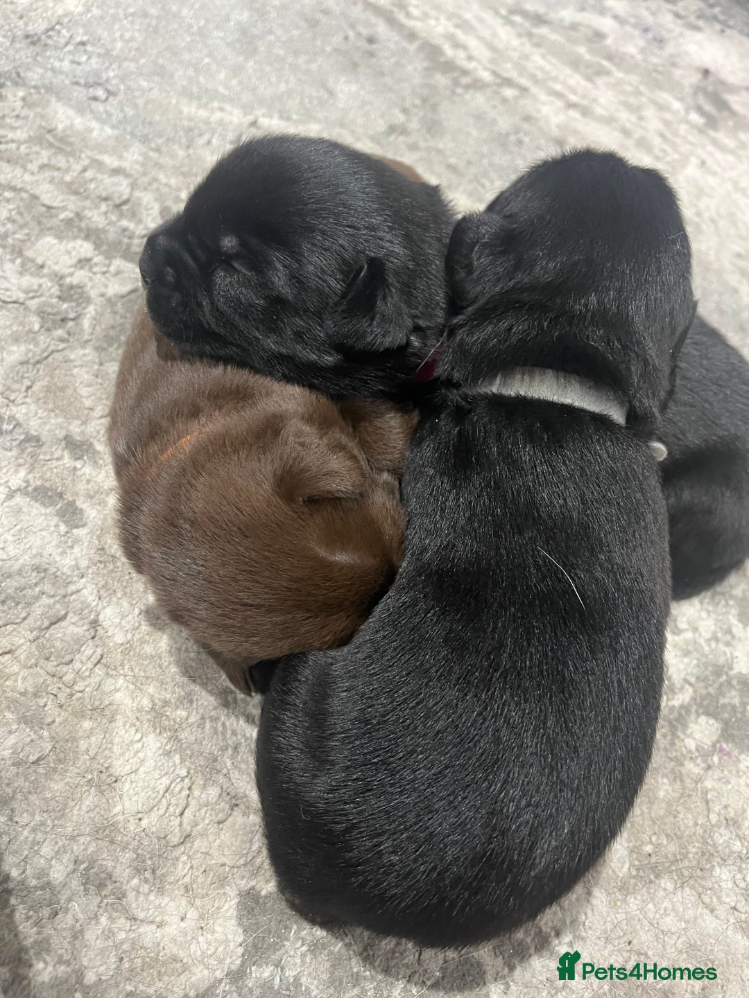 Mixed Breed dogs for sale: 🐾🐾🐾Siberian husky/french spaniel puppies 🐾🐾🐾 - Image 6
