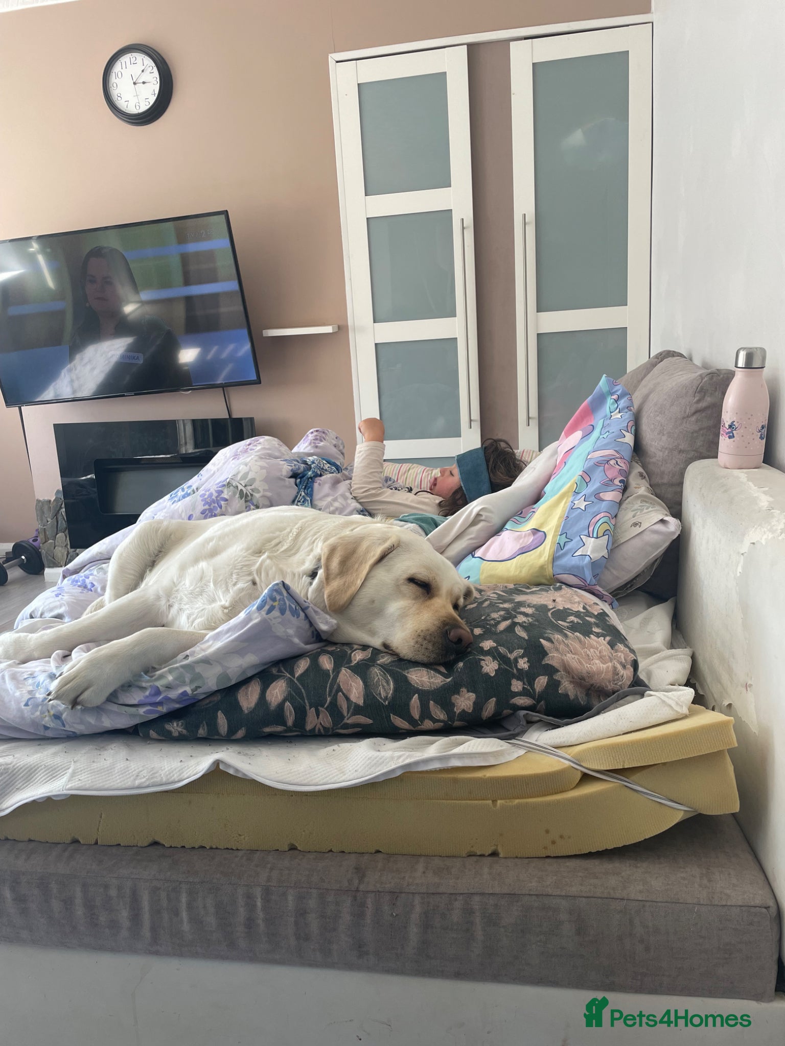 Goldador dogs Labrador Retriver FCI x Golden Retriver - Advert 8