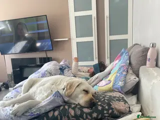 Goldador dogs Labrador Retriver FCI x Golden Retriver - Advert 4