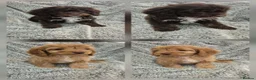 Cavapoo dogs for sale: Last 2 F1 Cavapoo boys. Ready now - Advert 1