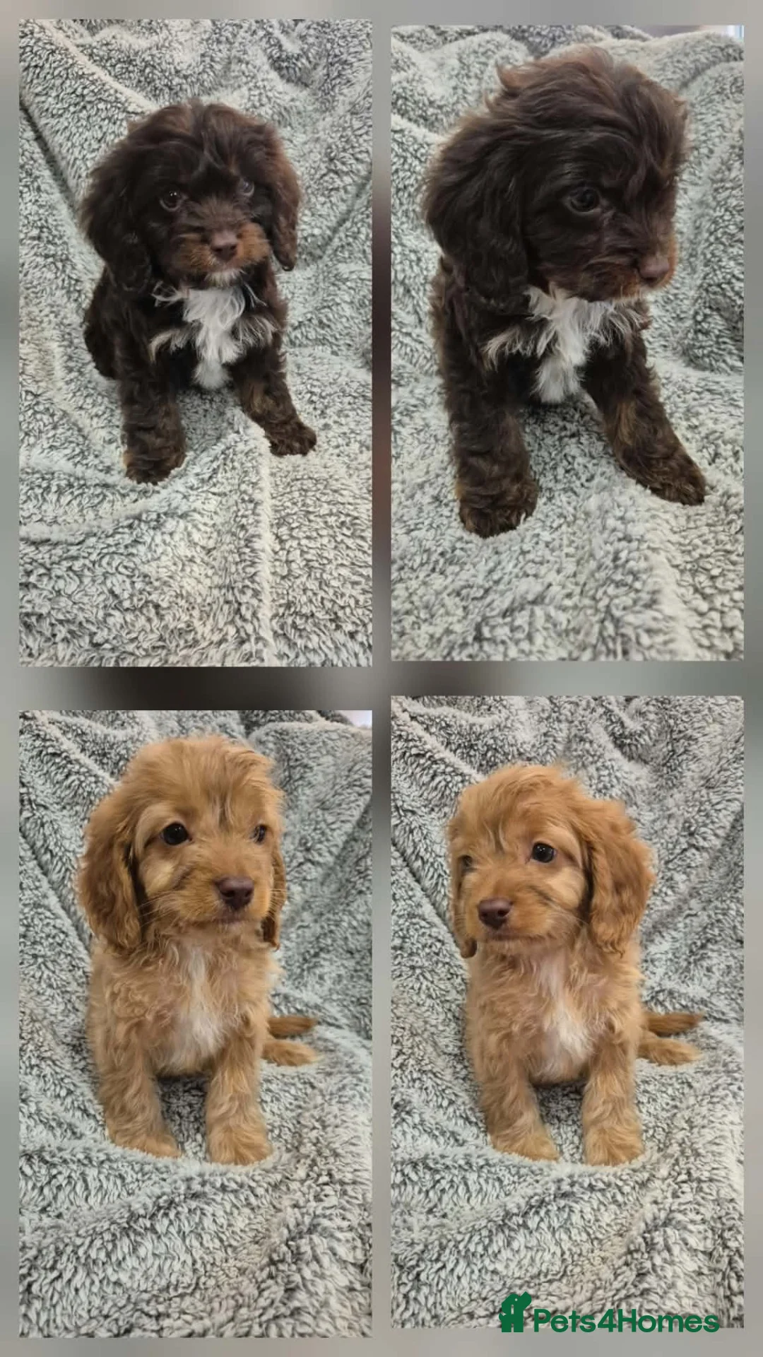 Cavapoo dogs for sale: Last 2 F1 Cavapoo boys. Ready now - Advert 1