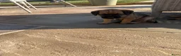 Border Terrier dogs for sale: KCR Border Terrier puppies  - Advert 2