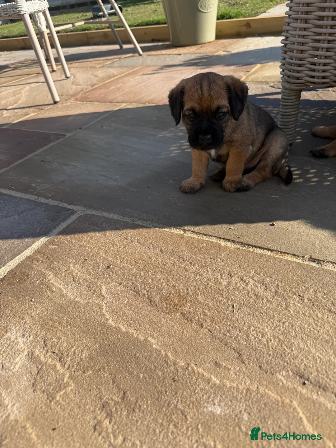 Border Terrier dogs for sale: KCR Border Terrier puppies  - Advert 2