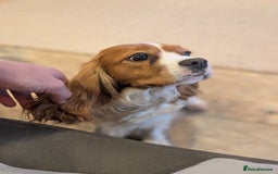 Cavalier King Charles Spaniel dogs for sale: 💖KC Registered Cavalier King Charles Spaniel Pups - Image 14