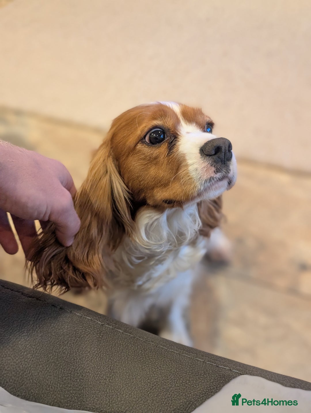 Cavalier King Charles Spaniel dogs for sale: 💖KC Registered Cavalier King Charles Spaniel Pups - Image 14